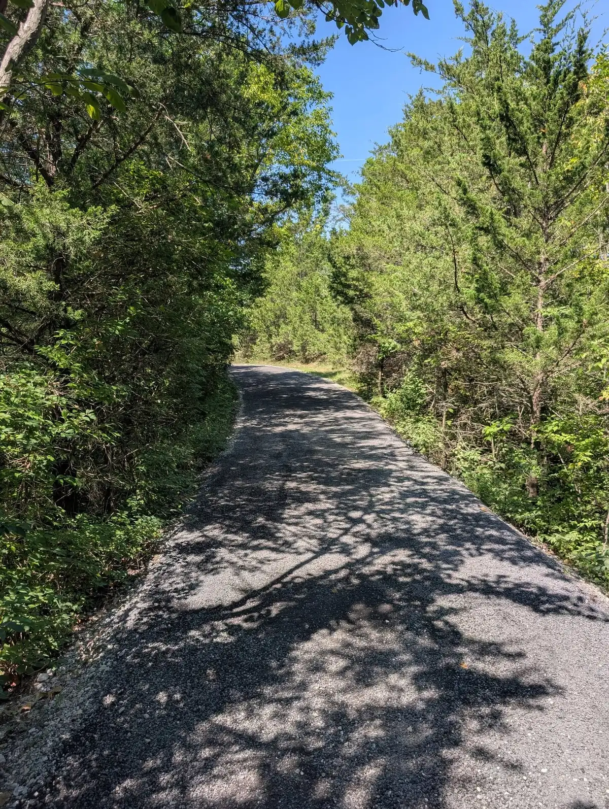 The same private lane finished in dark tar and chip, curving away through the trees.